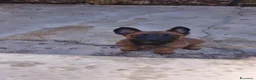 Pastore Belga cani in vendita: Pastore Belga Malinois di Villa Selen  - Annuncio 2