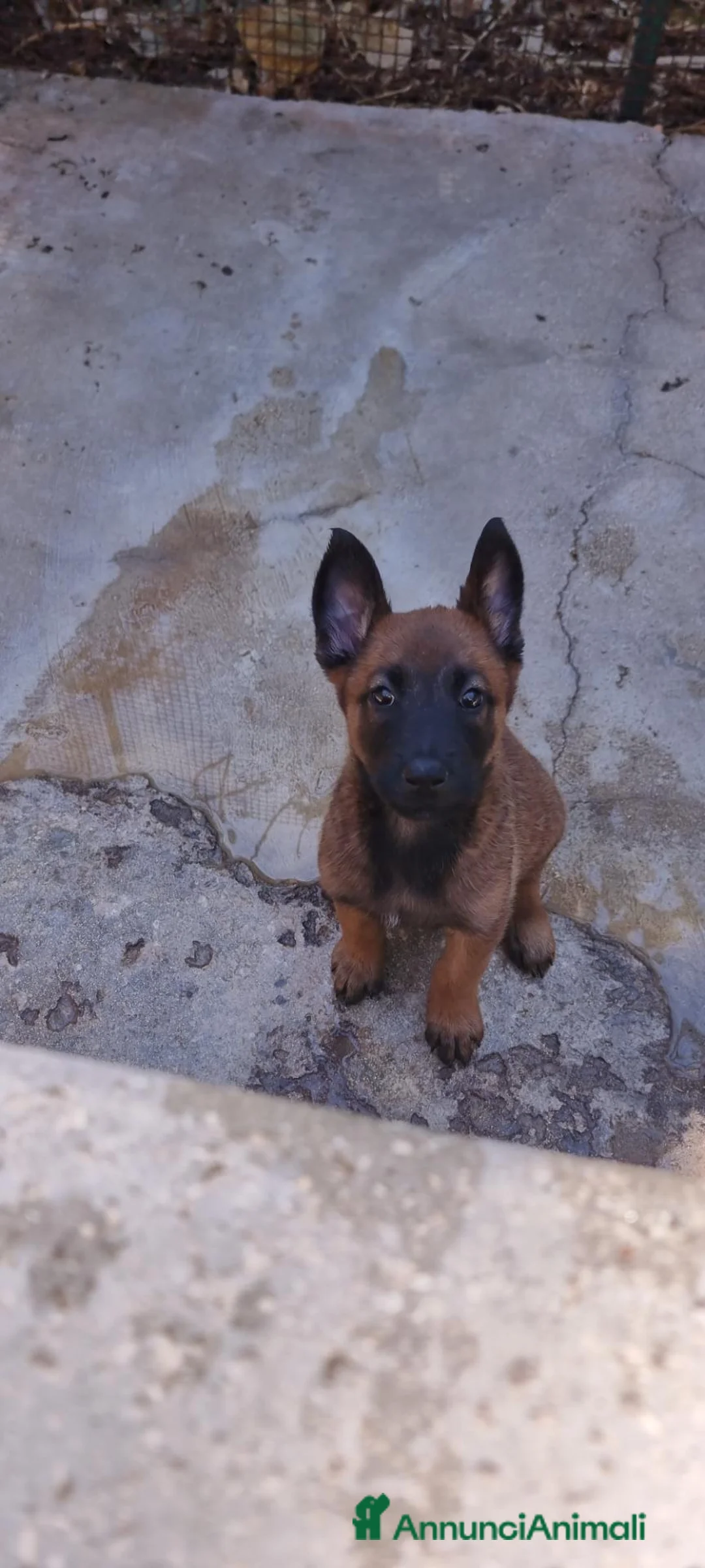 Pastore Belga cani in vendita: Pastore Belga Malinois di Villa Selen  - Annuncio 2