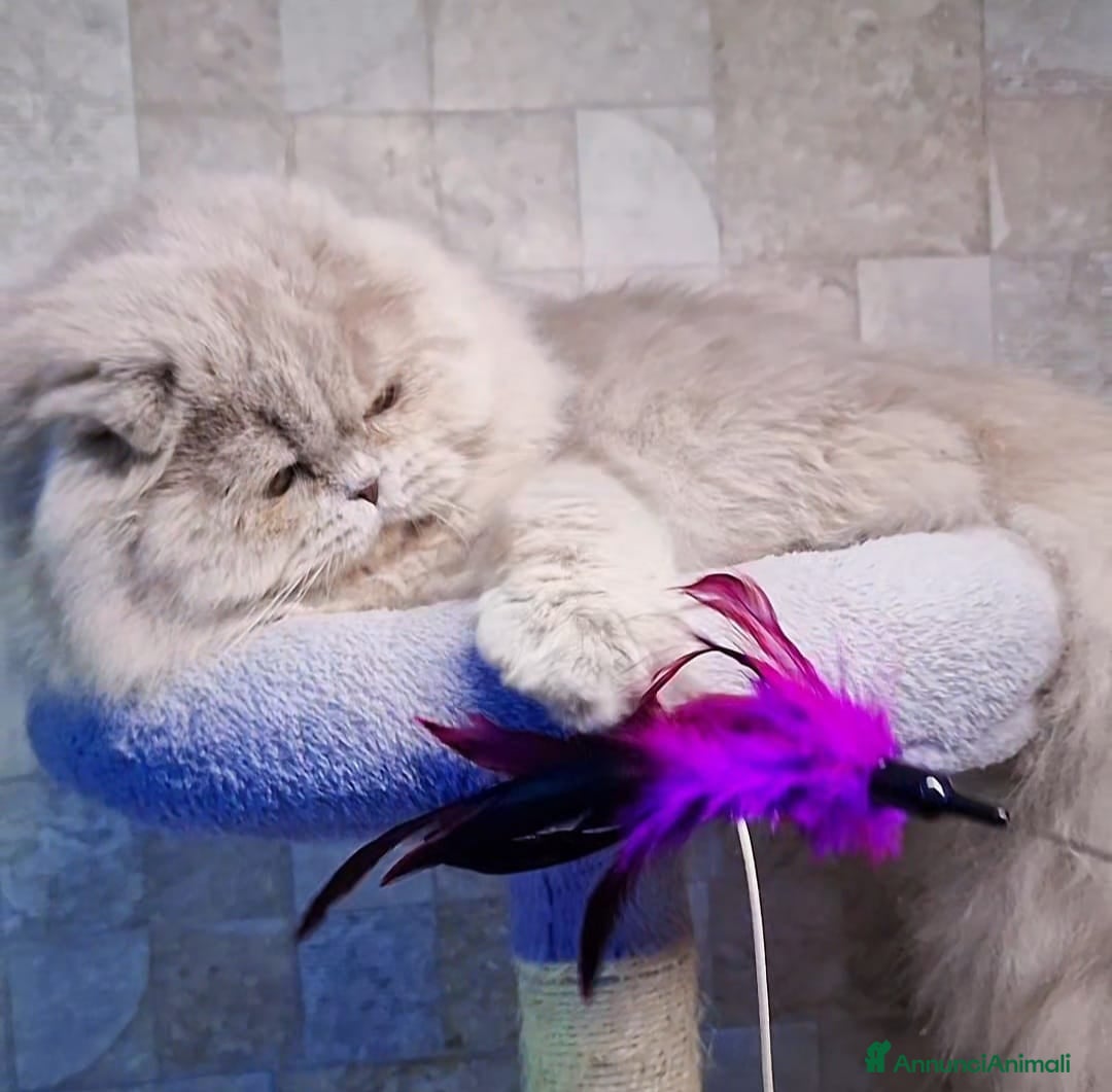 Scottish gatti Scottish Fold Longhair  - Annuncio 31