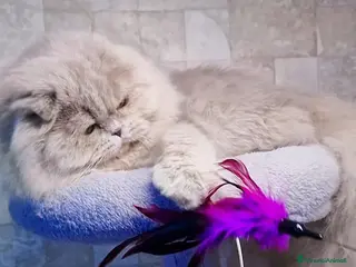 Scottish gatti Scottish Fold Longhair - Annuncio 31