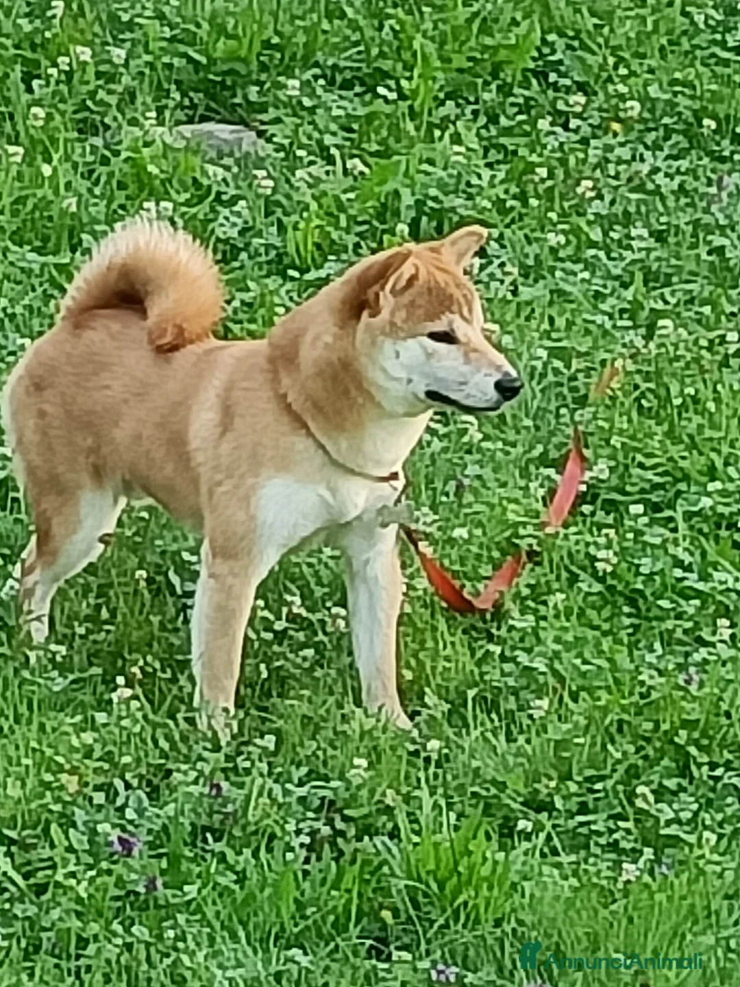 Shiba Inu cani per accoppiamento: Shiba Inu Maschio – Disponibile per Riproduzione  a Città metropolitana di Milano - Annuncio 6