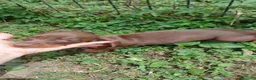 Bassotto cani in vendita: Bassotto  - Annuncio 9