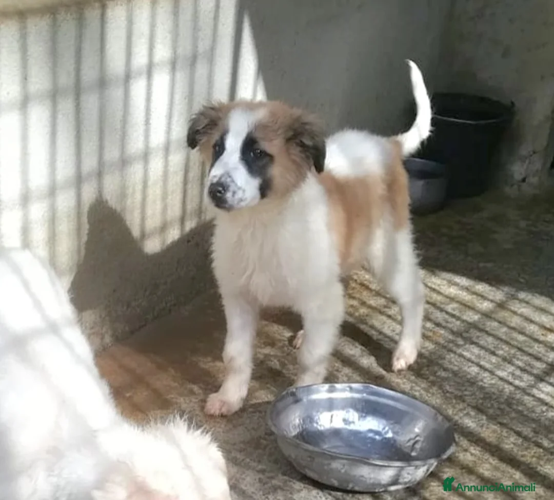 Meticcio cani in regalo: UNA MAMMA PER BISCOTTO  - Annuncio 5