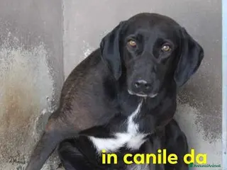 Meticcio cani LUANA nonnina in canile da sempre - Annuncio 18