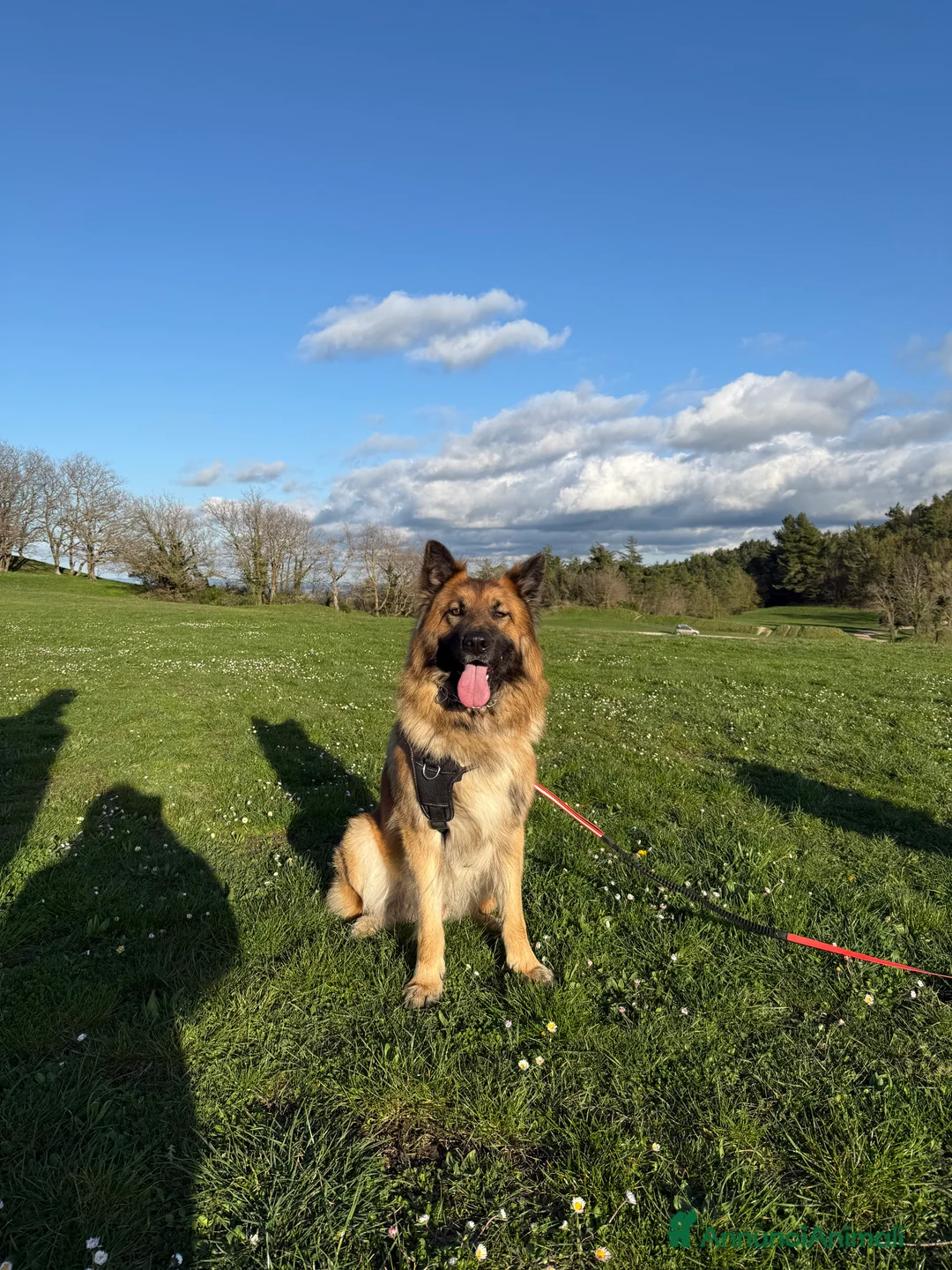 Meticcio cani per accoppiamento: Cerco femmina per accopiamento - Annuncio 8