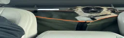 Meticcio cani in regalo: Albicocca: 7 mesi adozione del cuore  - Annuncio 6