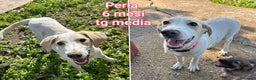 Meticcio cani in regalo: CUCCIOLI ABBANDONATI! EMERGENZA  - Annuncio 1