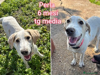 Meticcio cani CUCCIOLI ABBANDONATI! EMERGENZA - Annuncio 8