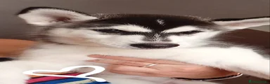 Husky 3
