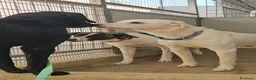 Meticcio cani in regalo: Kinder e Kira: giovani adozione di coppia  - Annuncio 26