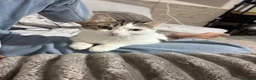 Europeo gatti in regalo: Regalo gattina a Città Metropolitana di Napoli - Annuncio 3