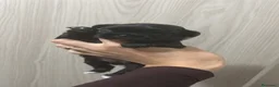 Chihuahua cani in vendita: Cucciole di chihuahua a pelo lungo - Annuncio 6