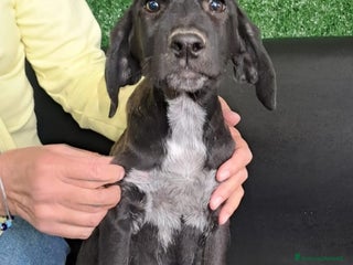 Meticcio cani ALAN nato ad GIUGNO 2025 - Annuncio 16