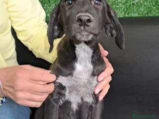 Meticcio cani ALAN nato ad GIUGNO 2025 - Annuncio 41