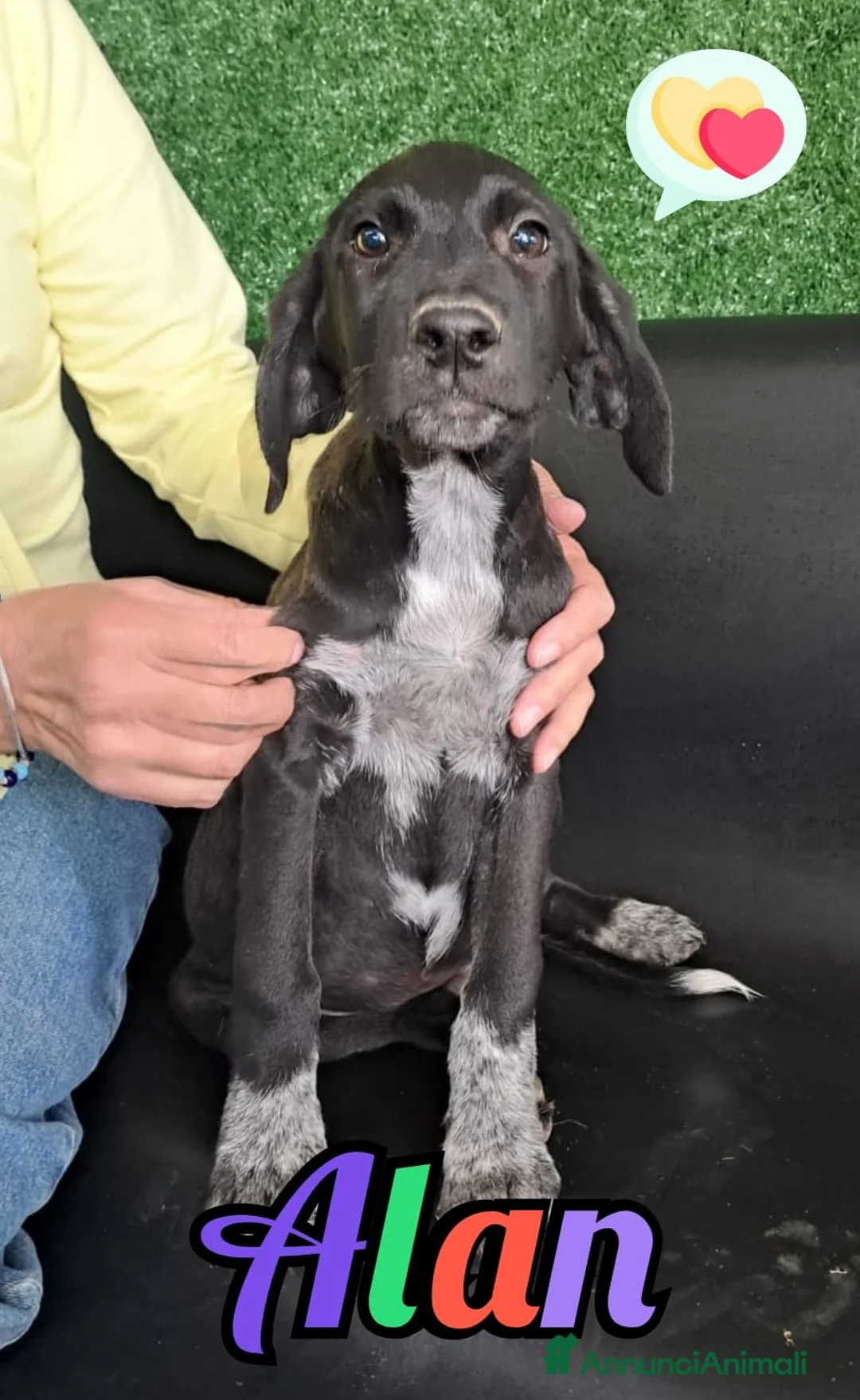 Meticcio cani in regalo: ALAN nato ad GIUGNO 2025 - Annuncio 1