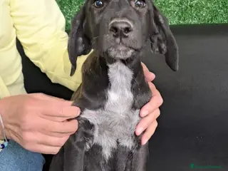 Meticcio cani ALAN nato ad GIUGNO 2025 - Annuncio 40