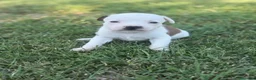 Staffordshire cani in vendita: Stupendi Staffy - Annuncio 5