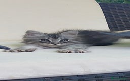 Norvegese gatti in vendita: Gattini mix norvegesi delle foreste e persiano  a Provincia di Novara - Immagine 6
