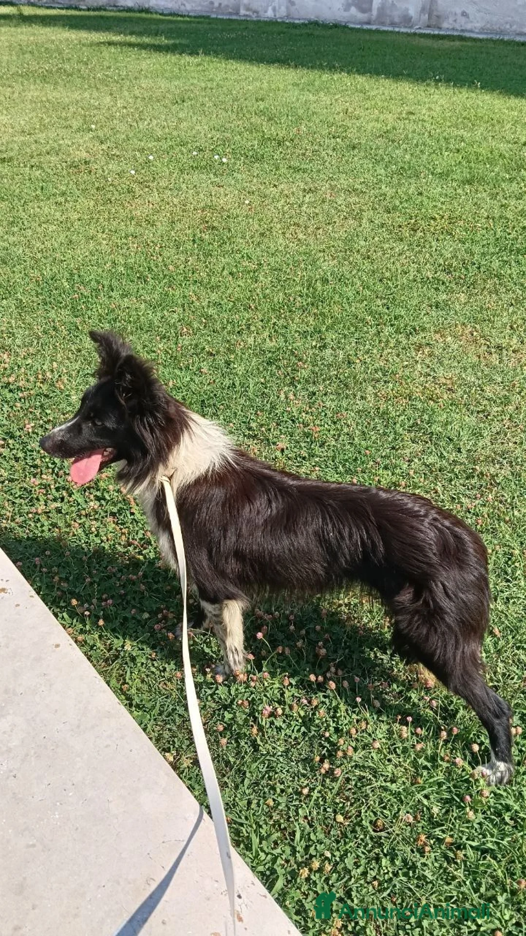 Border Collie cani in vendita: Stella - Border collie femmina di 1 anno - Annuncio 2