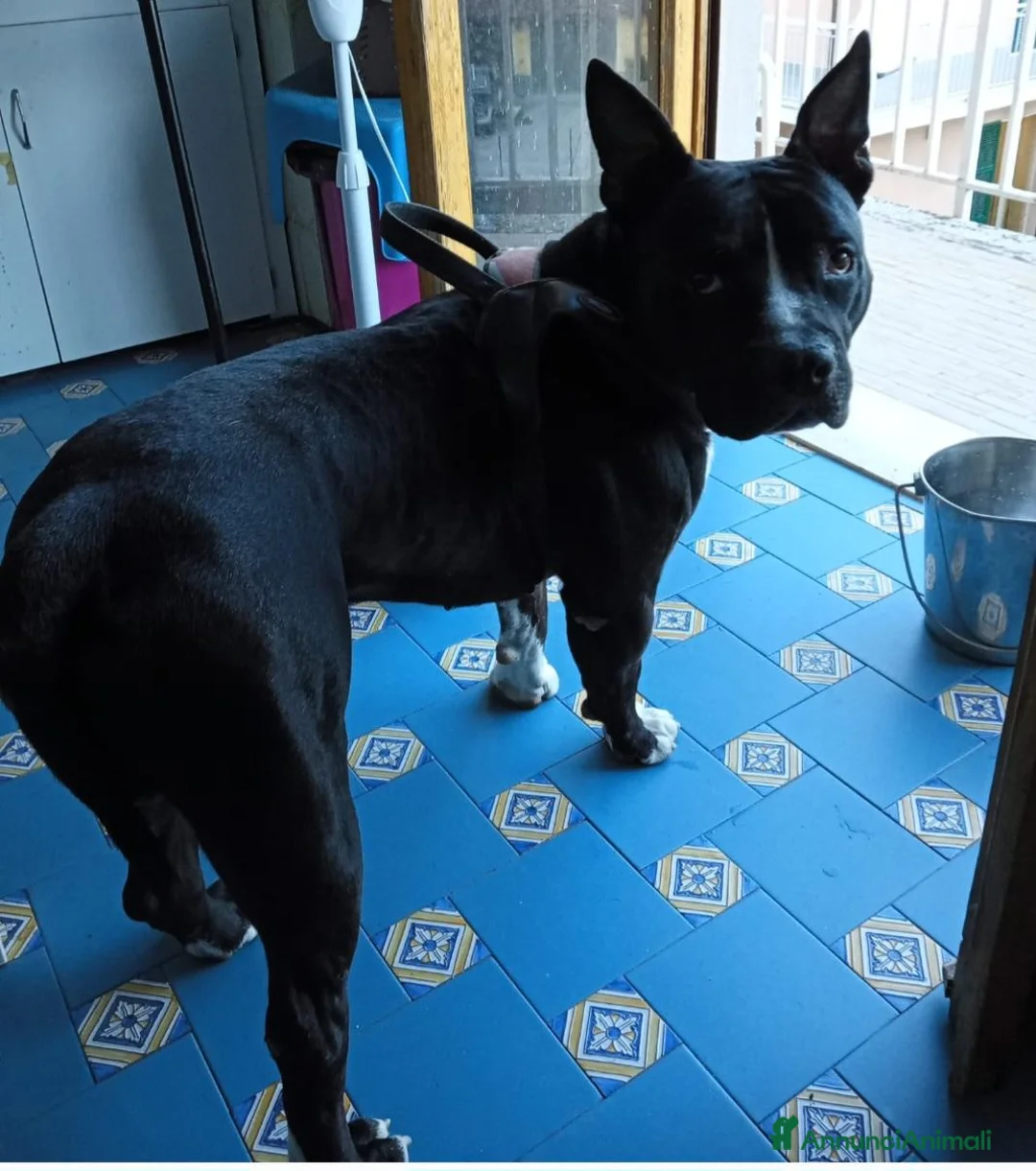 American Staffordshire cani in regalo: Amstaff/Bully 3anni SFORTUNATO H24IN BOX.MANTOVA - Annuncio 1