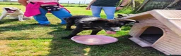 Meticcio cani in regalo: GILDA, un cuore un'anima - Annuncio 4