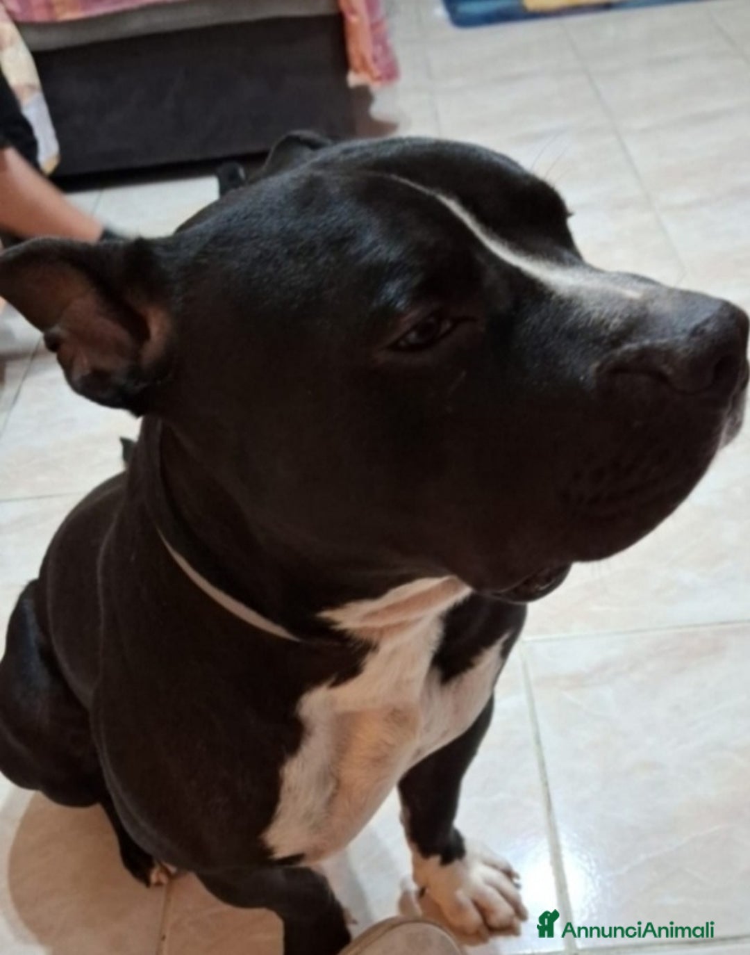 American Bully cani in regalo: American Bully 2anni e 1/2 dal divano al box TORIN - Annuncio 1