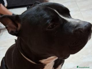 American Bully cani American Bully 2anni e 1/2 dal divano al box TORIN - Annuncio 2