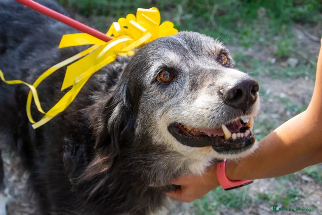 Altre razze cani in regalo: Sorriso a Province of Viterbo - Annuncio 2