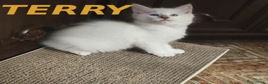 Ragdoll 2
