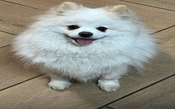 Spitz cani in vendita: Spitz tedesco nano /pomerania a Città metropolitana di Roma Capitale - Immagine 10