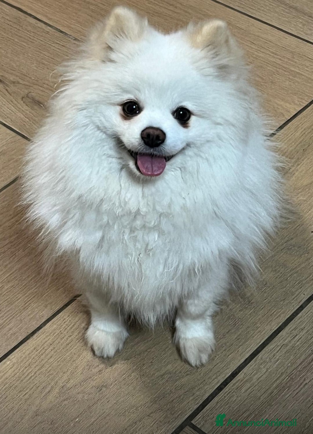 Spitz cani in vendita: Spitz tedesco nano /pomerania a Città metropolitana di Roma Capitale - Immagine 10