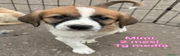 Meticcio cani in regalo: CUCCIOLI ABBANDONATI: URGENTE  a Città Metropolitana di Torino - Annuncio 5
