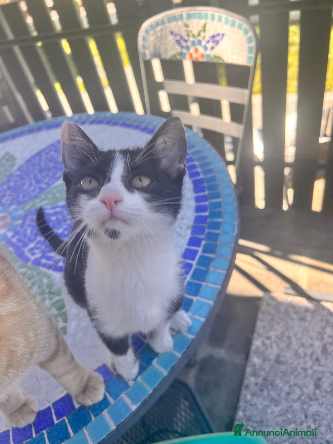 Meticcio gatti in regalo: Regalo gattini  - Annuncio 1