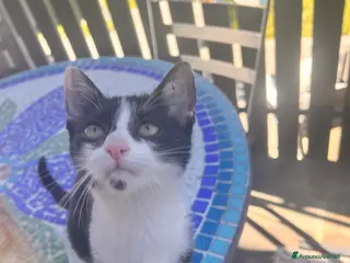 Meticcio gatti Regalo gattini - Annuncio 29