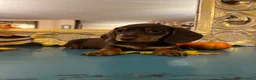 Bassotto cani in vendita: Cucciolo bassotto kaninchen/nano - Annuncio 22