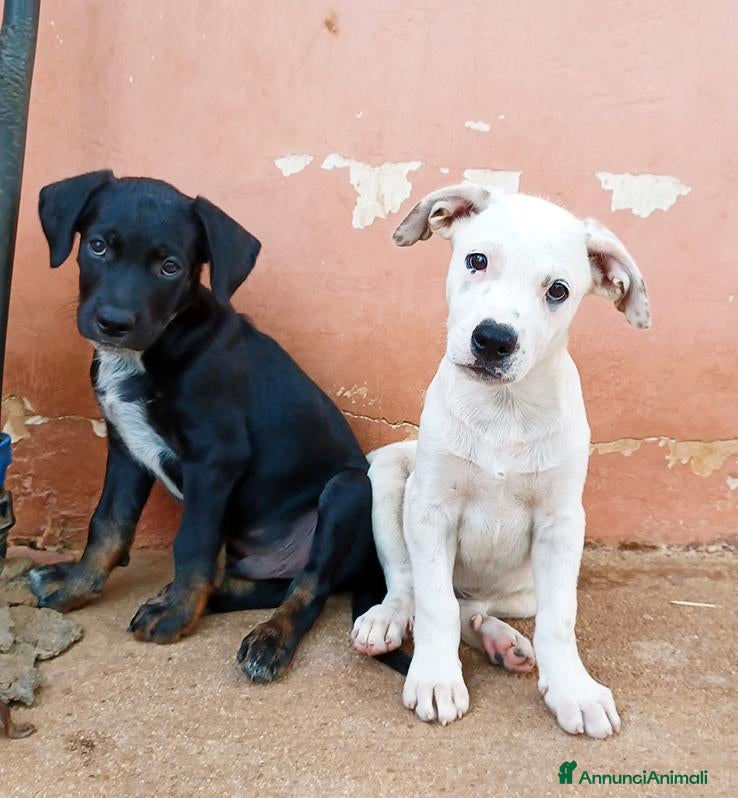 Meticcio cani Milo e Ricky cuccioli in adozione - Annuncio 8