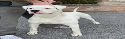 Dogo Argentino cani in vendita: CUCCIOLI DOGO ARGENTINO a Provincia di Verona - Annuncio 3