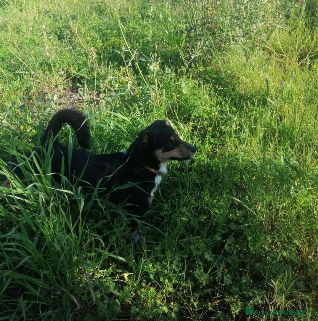Meticcio cani in regalo: OSCAR 💙 - taglia medio piccola cerca casa!!! 😍 - Annuncio 4
