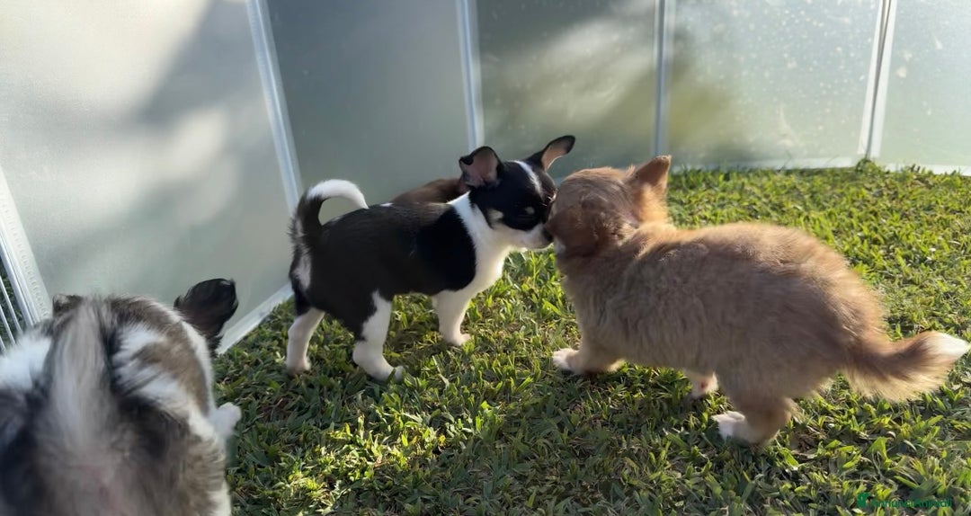 Chihuahua cani in vendita: Cuccioli chihuahua  a Città metropolitana di Milano - Immagine 12