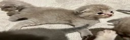 British gatti in vendita: gattini Scottish Fold e British Shorthair a Provincia di Padova - Annuncio 8