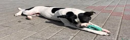 Meticcio cani in regalo: BLACK BELLO E GENTILE - Annuncio 15