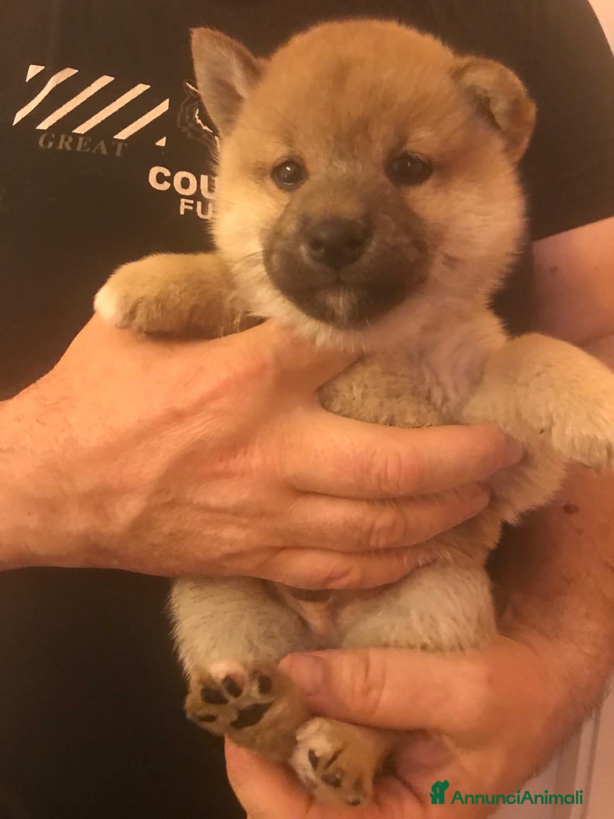 Shiba Inu cani in vendita: Cuccioli shiba Inu stupendi  a Provincia di Ancona - Annuncio 8