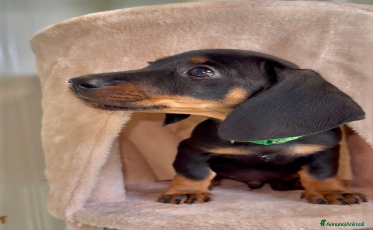 Bassotto cani a Città Metropolitana di Torino - Annuncio 2