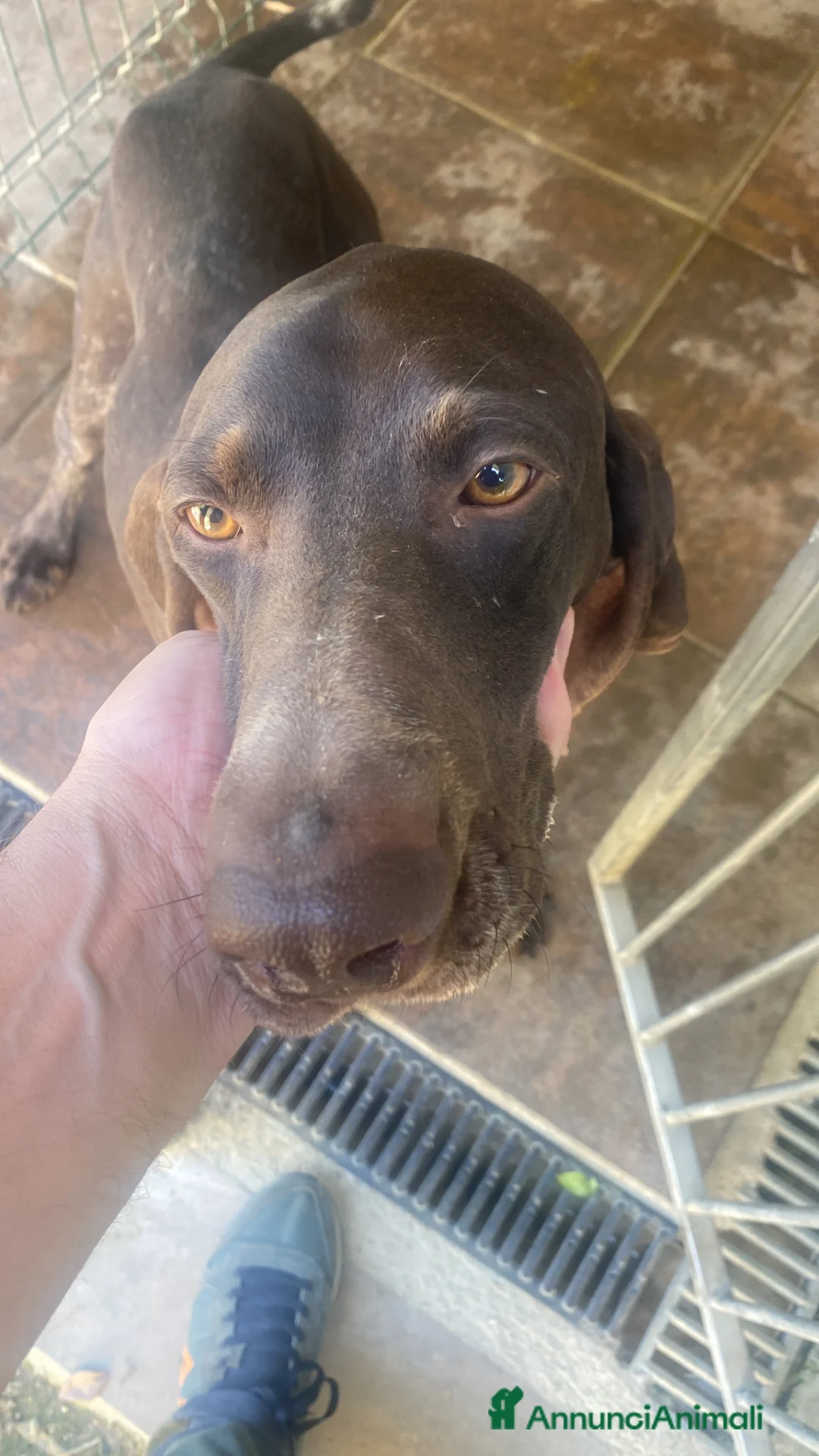 Bracco cani in regalo: Una cagnolina speciale cerca casa piena d'amore  - Annuncio 2