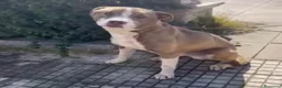 Meticcio cani in regalo: Simil Amstaff splendido 1anno salvato mesi faSICIL - Annuncio 3