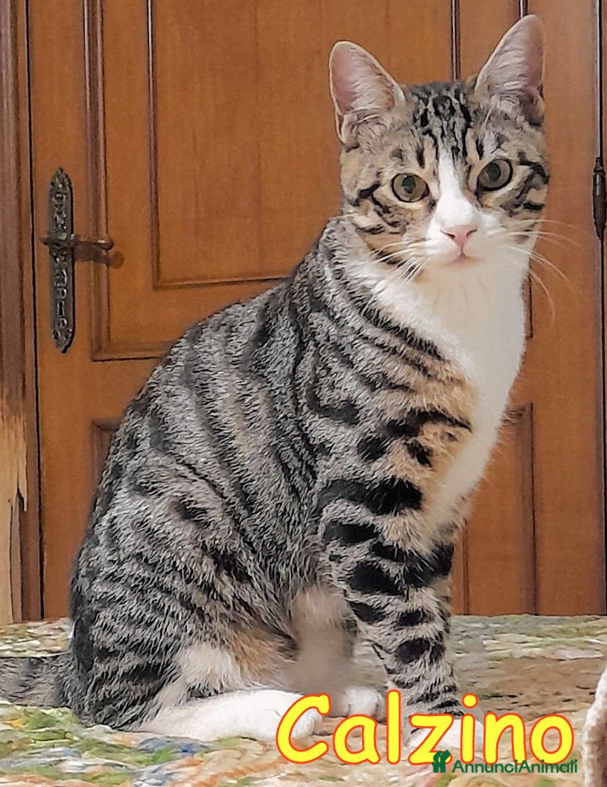 Europeo gatti CALZINO CERCA CASA!  - Annuncio 11
