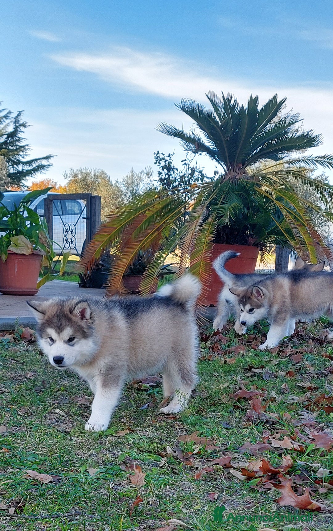 Alaskan Malamute cani in vendita: ALASKAN MALAMUTE ALTA GENEALOGIA - Annuncio 2