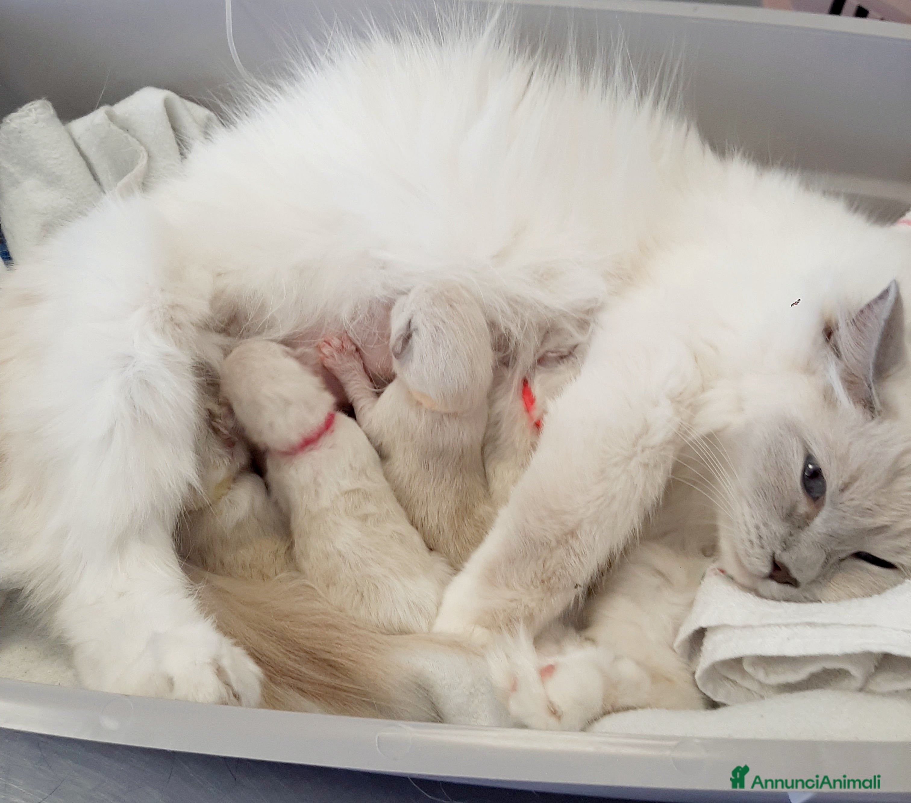 Ragdoll gatti Benvenuti al mondo piccoli ragdoll - Annuncio 28