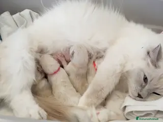 Ragdoll gatti Benvenuti al mondo piccoli ragdoll - Annuncio 28