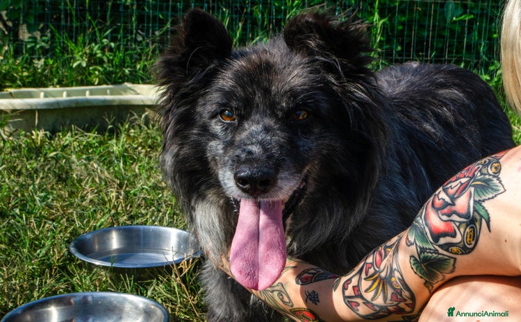 Altre razze cani a Provincia di Bergamo - Annuncio 9